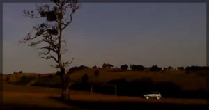 This is a banner for a review of the film Dry Leaf. Image courtesy of the filmmakers.