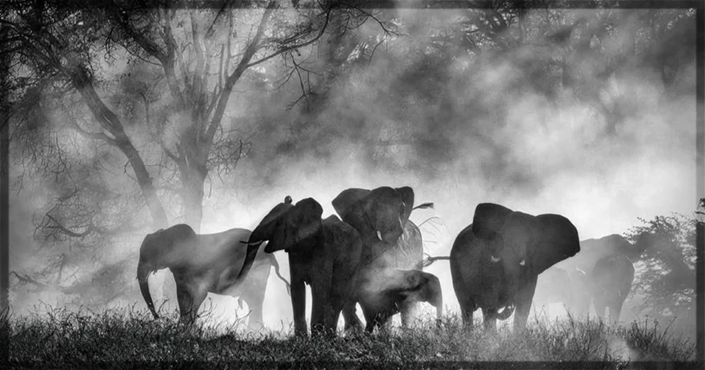 This is a banner for a review of Werner Herzog's documentary Ghost Elephants. Image courtesy of the filmmakers.