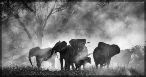 This is a banner for a review of Werner Herzog's documentary Ghost Elephants. Image courtesy of the filmmakers.