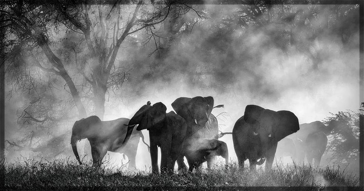 This is a banner for a review of Werner Herzog's documentary Ghost Elephants. Image courtesy of the filmmakers.
