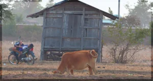 This is a banner for a review of Back Home. Image courtesy of the filmmakers.