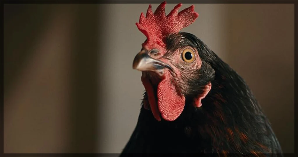 This is a banner for a review of the movie Hen. Image courtesy of the filmmakers.