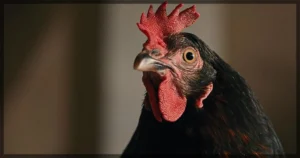 This is a banner for a review of the movie Hen. Image courtesy of the filmmakers.