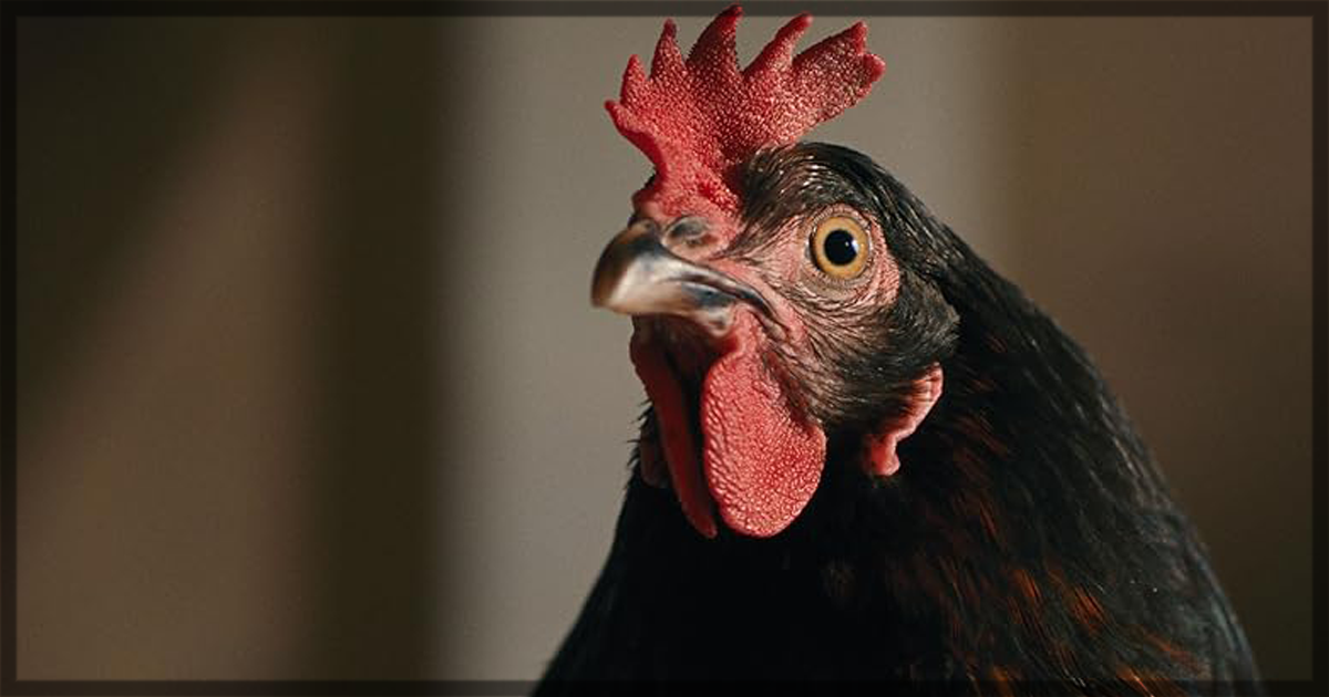 This is a banner for a review of the movie Hen. Image courtesy of the filmmakers.